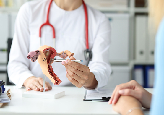 Modelo anatômico do sistema reprodutor feminino em consulta médica